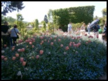 Tulips at Giverney - Bill Pechey