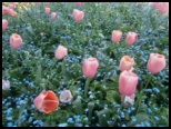 Tulips at Giverney - Bill Pechey